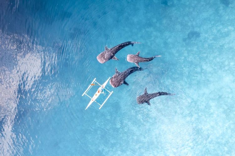 Sur l'île de Cebu, les requins baleines sont très nombreux