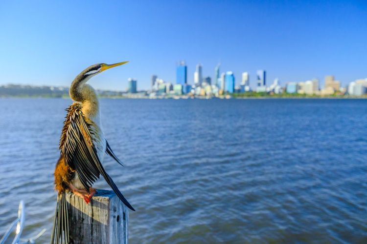 Cormoran sur la Swan River
