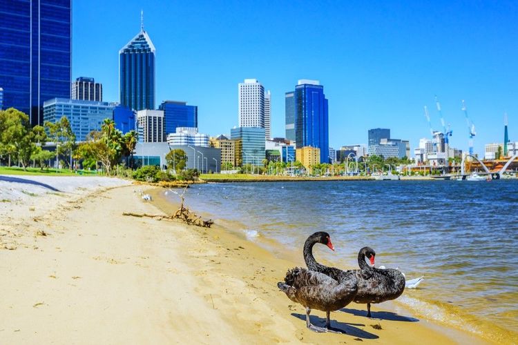 Les cygnes noirs de la Swan River