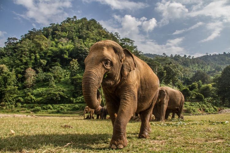 Ethical sanctuaries where you can admire elephants