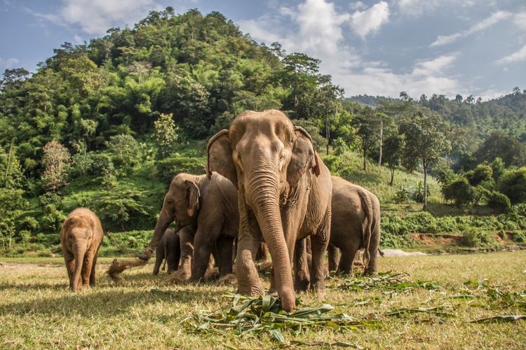 Elephant Nature Park, Thaïlande