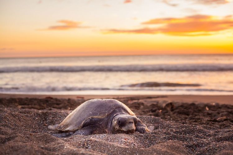 Un tortue de mer venue pondre sur plage d'Ostional, au Costa Rica.