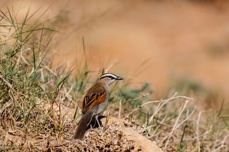 Ein Schwarzkopf-Tschagra im Souss-Massa-Nationalpark