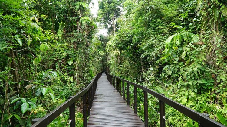 Une passerelle en bois s'enfonce dans la forêt tropicale