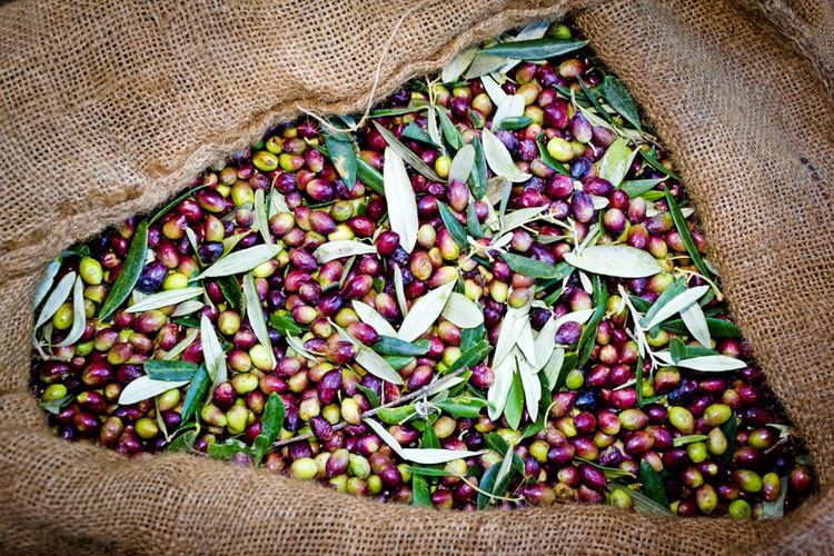 Olives Koroneiki