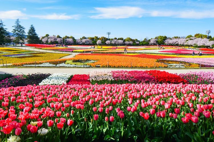 Le parc Nabana no Sato joue la carte de la perfection paysagiste