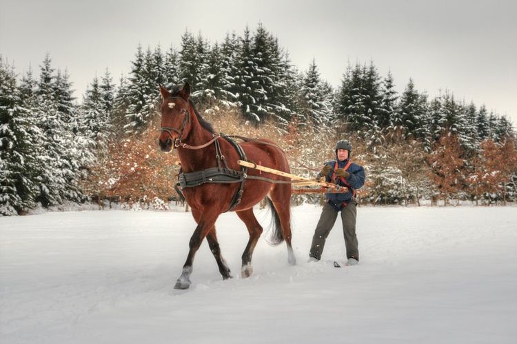 Le ski joëring ou skijoring, l'occasion de sortir son cheval