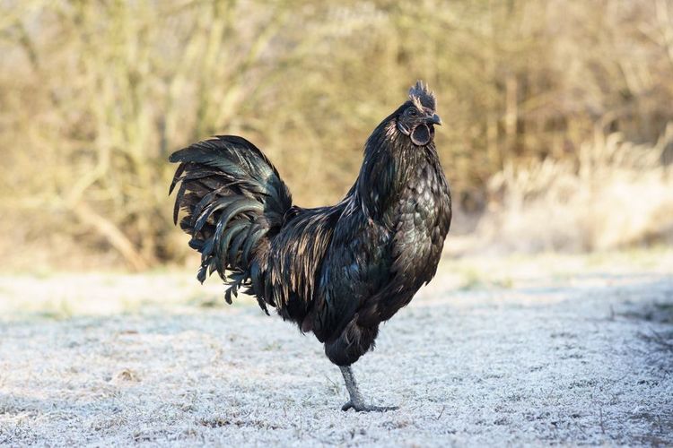 Le coq cemani noir