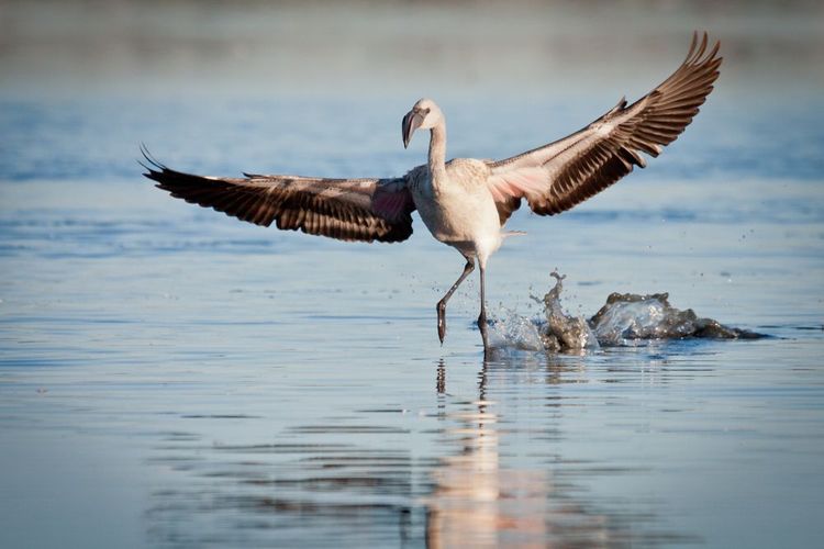Des flamands roses près de Kamfers Dam, Afrique du Sud