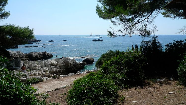 Ein Spaziergang in den Pinien am Cap d'Antibes, in der Nähe von Cannes