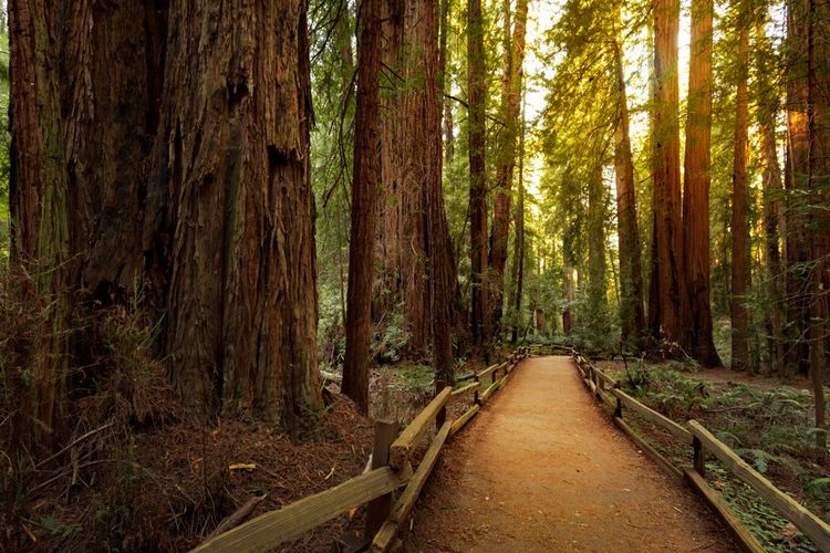 Redwood National Park, Etats-Unis