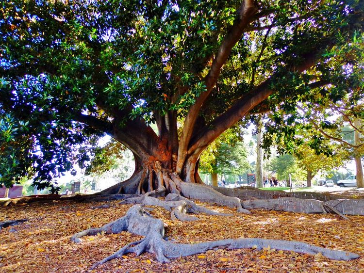 Le spectaculaire Moreton Bay Fig Tree (qui est un Australian Banyan Tree) dans le Jardin Botanique de Kings Park
