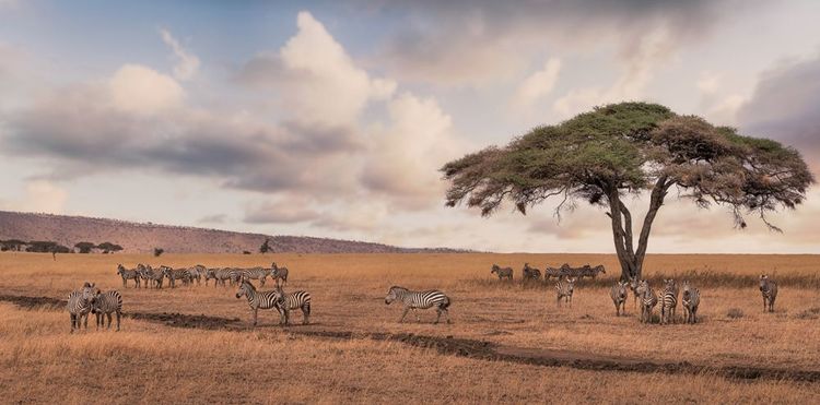 Safari in the Serengeti, discovering a fascinating ecosystem.