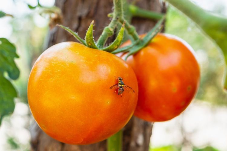 Une mouche orientale des fruits s'attaquant à une tomate dans un jardin