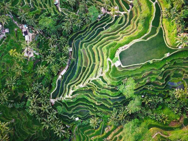Vue aérienne des rizières en terrasse, Bali