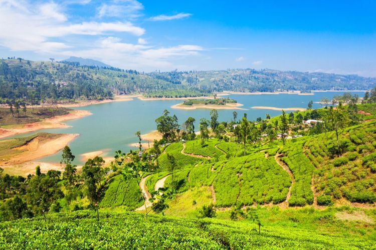 Les plantations de thé au Sri Lanka.