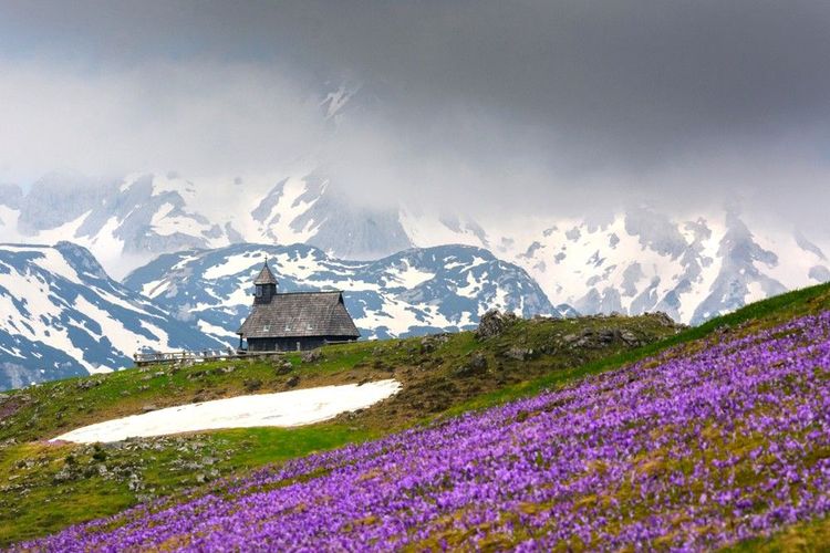 Fleurs sur les plateaux de Velika Planina