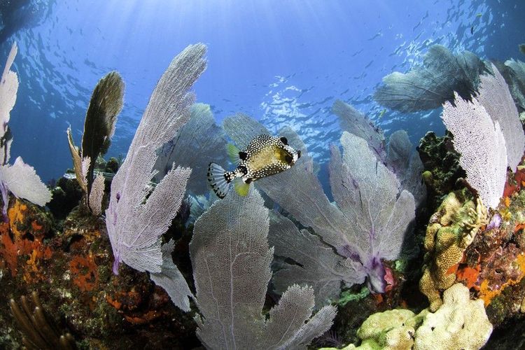 Poisson parmi les gorgones de l'Atlantique