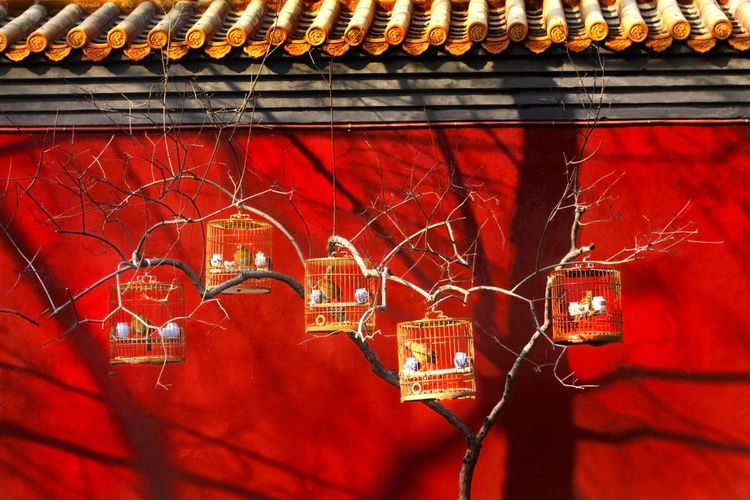 Cages à oiseaux devant un mur coloré dans un hutong bien aménagé
