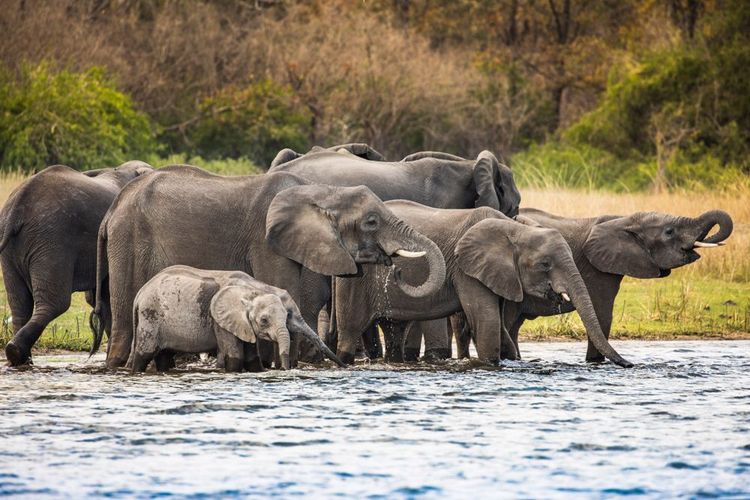 Parc national de Liwonde