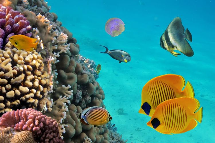 Les fonds marins du Costa Rica
