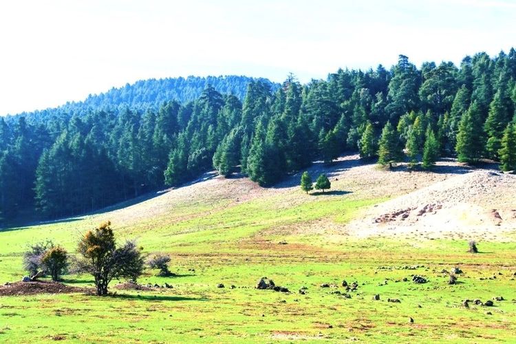 Prairie cernée de pins