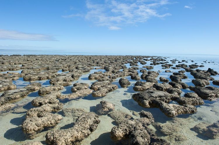 stromatolites de la région de Shark Bay, dans l'ouest de l'Australie