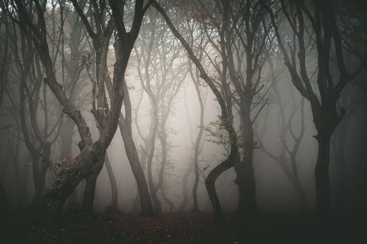La forêt de Hoia, Roumanie