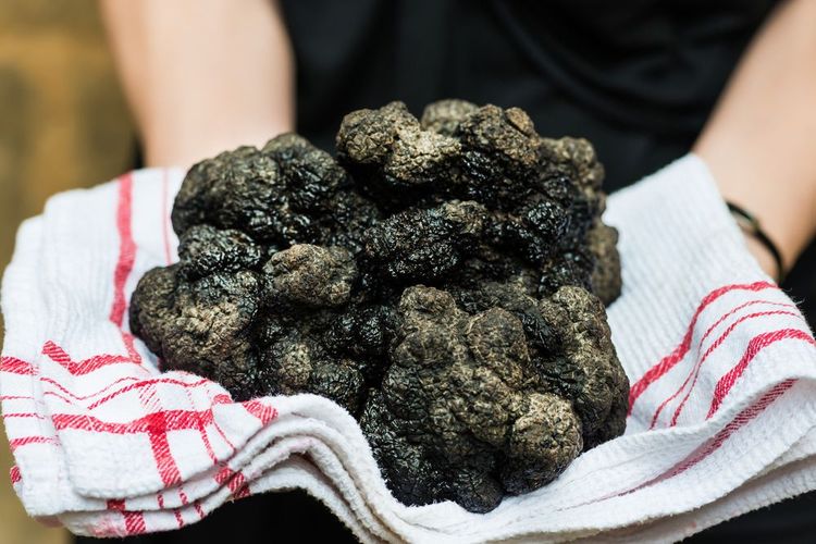 Formidable récolte de truffes noires