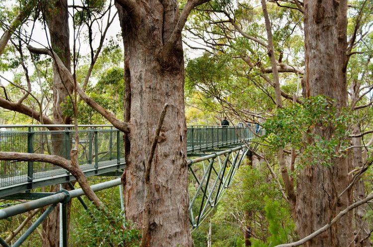  Parc national de Walpole-Nornalup, Australie