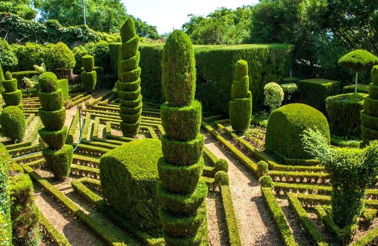Topiaire à Funchal ou l'art de tailler géométriquement les arbres des jardins