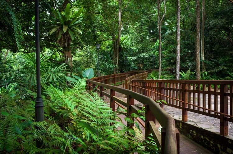 Promenade à travers Bukit timah nature reserve