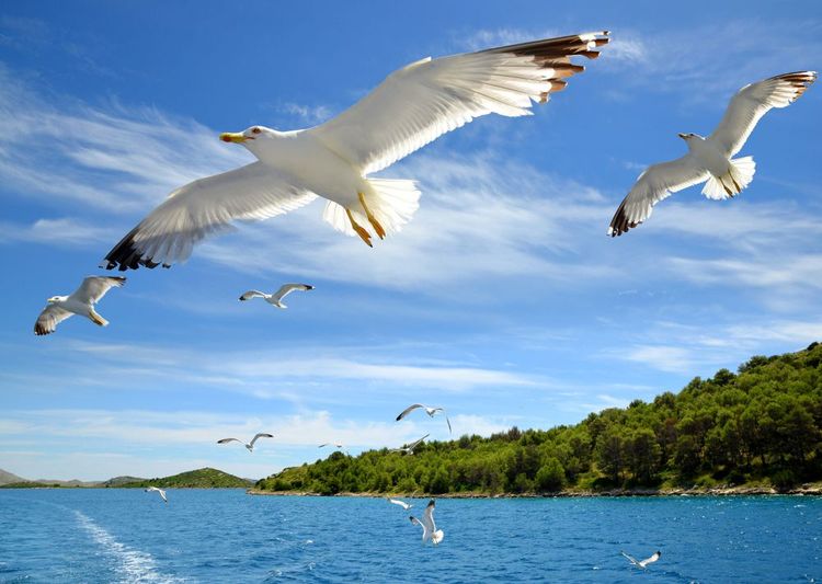 Les chouettes de l'archipel de Kornati