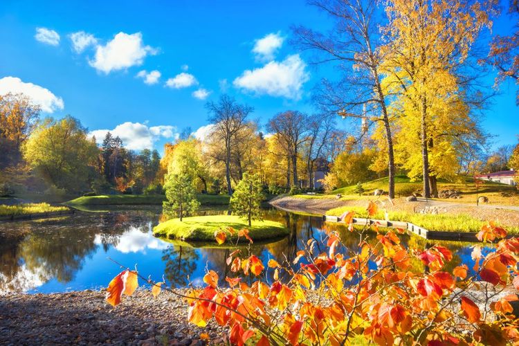 Jardins et étangs dans le parc