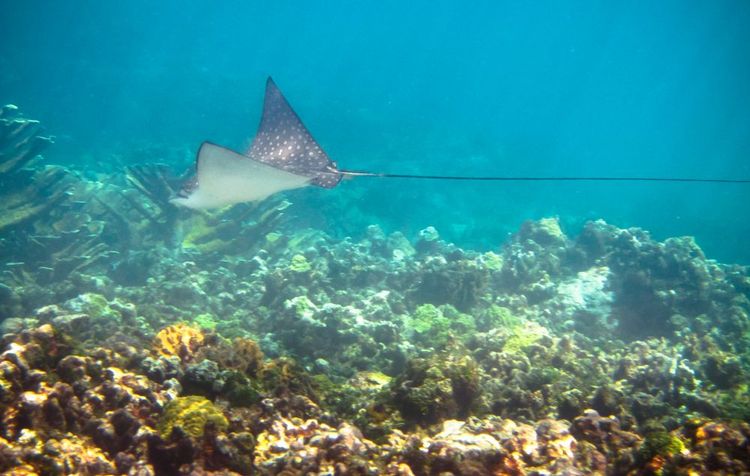 Les fond marins autour de Corn Island.