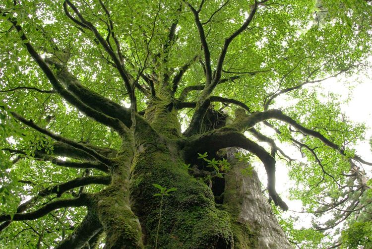 La nature luxuriante deYakushima