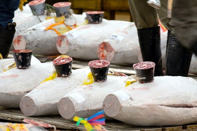 Thons vendus entiers dans le marché de Tsukiji 