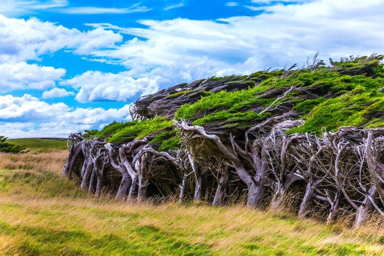 Windswept Trees de Slope Point, Nouvelle-Zélande