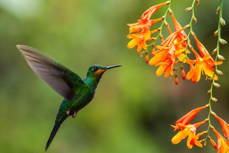 Un colibris au coeur du parc de la Paz Waterfall Gardens Nature