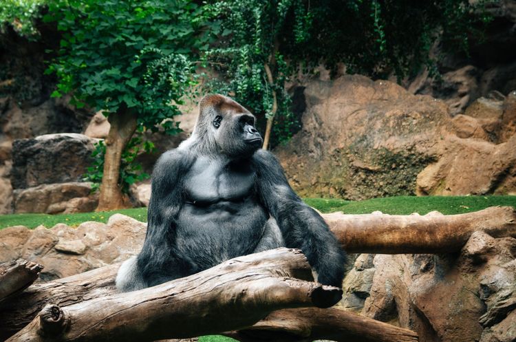 La rica biodiversidad de Loro Parque, el moderno zoo de Tenerife