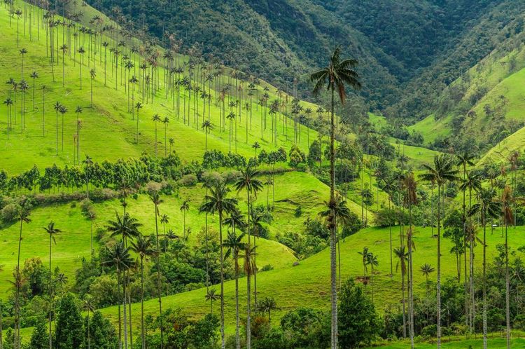 Vallée de Cocora