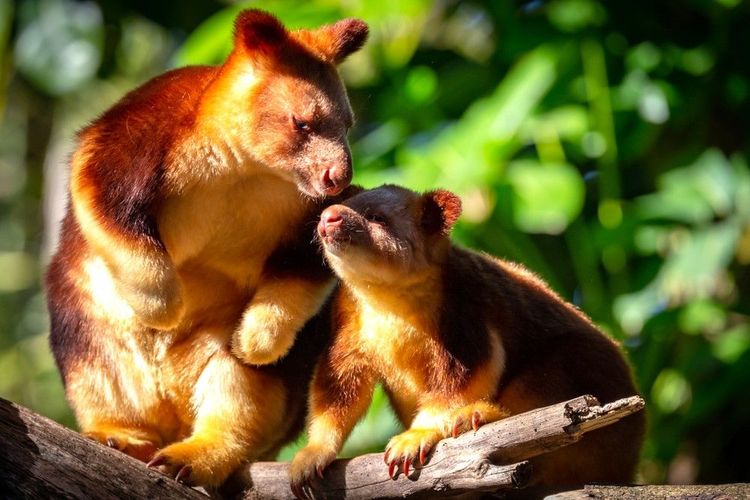 Les kangourous arboricoles  (ou dendrolagues) habitent le zoo de Perth
