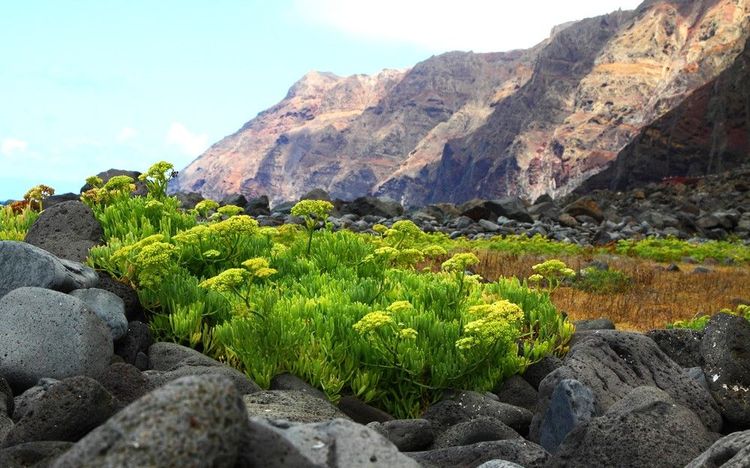 La flore des îles Desertas