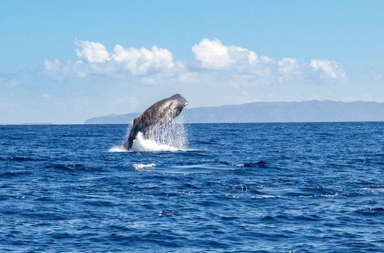 Baleine à Madère