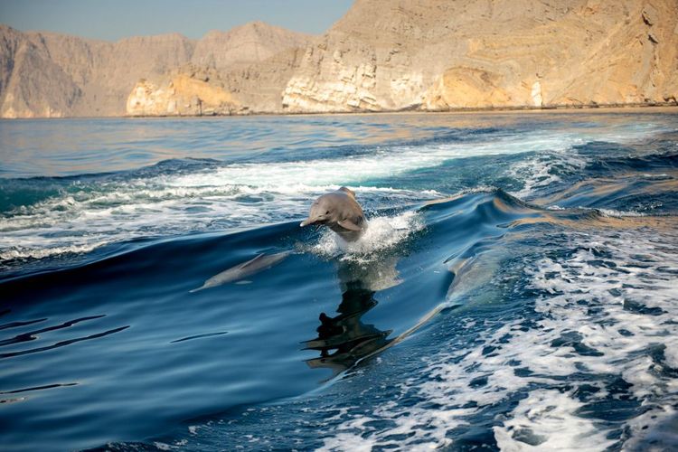 A Moussandam, les dauphins sautent dans le sillon des bateaux