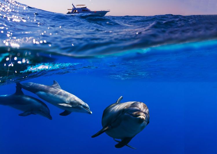 Le dauphin est un animal curieux par nature, ce qui facilite les rencontres