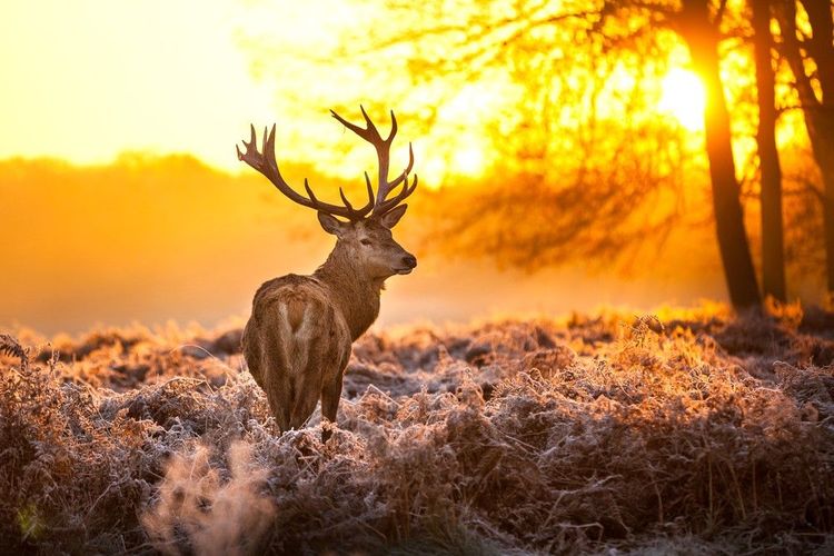 Cerf dans les Landes