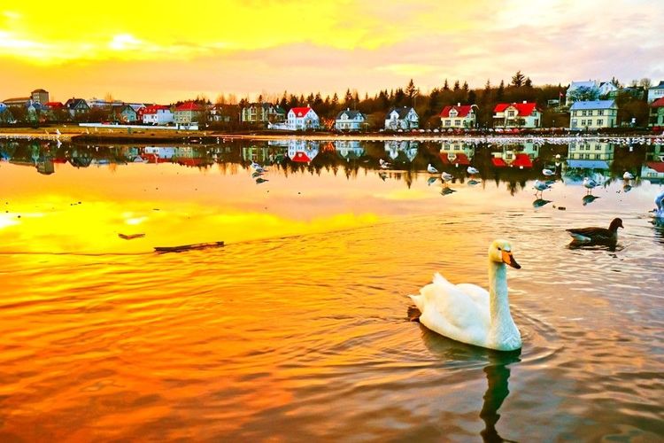 Cygnes et canards sont chez eux sur le lac