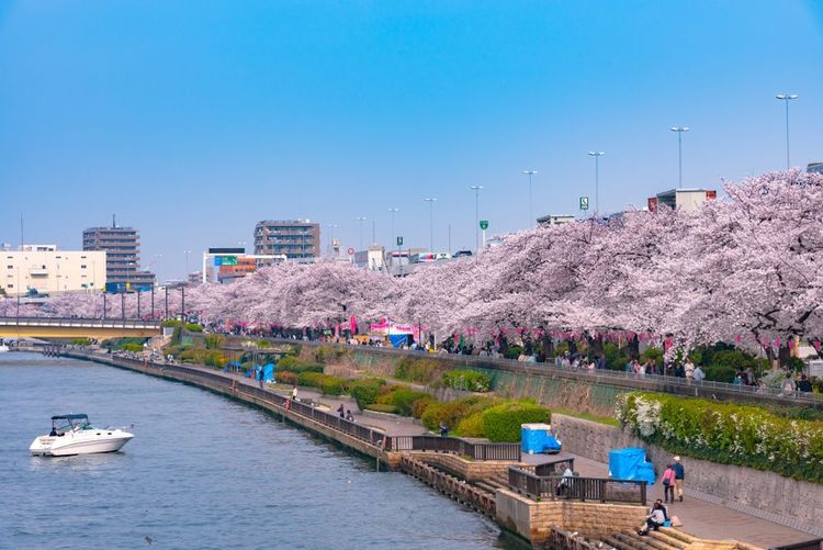 Le festival des sakuras en fleurs sur la rivière Sumida
