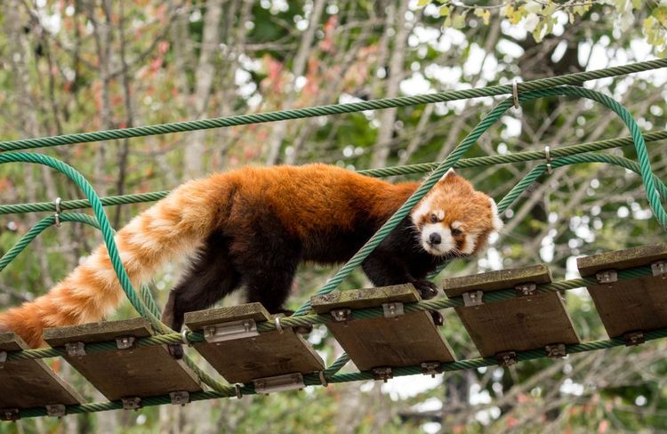 Panda roux dans le zoo